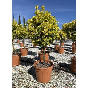 Euonymus Aureomarginata Evergreen Standard Tree 100cm 15L Pot - Gold by Direct Plants