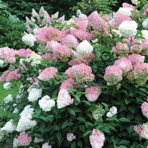 Hydrangea Vanille Fraise Potted Plant by Thompson & Morgan