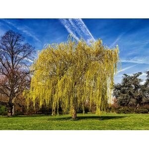 Salix Chrysocoma Weeping Willow Tree 3-4ft 3L Pot - gold by Direct Plants