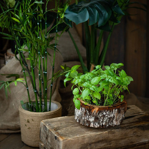 Organic Pod Indoor Gardening Set - Brown