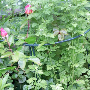 Plant Support Bows by Garden Pride