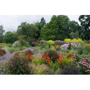 The Hardy Flowering Herbaceous Perennial Garden Border Mix Plants by Direct Plants