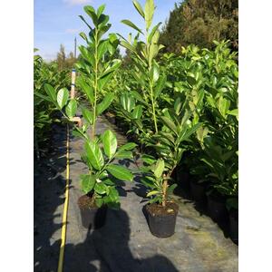 Cherry Laurel Evergreen Hedging Plants Large 3-4ft in 3 Litre Pots - Green / 5 by Direct Plants