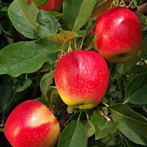 Apple Gala Fruit Tree 6ft, 12L Pot by Directplants - Red by Direct Plants