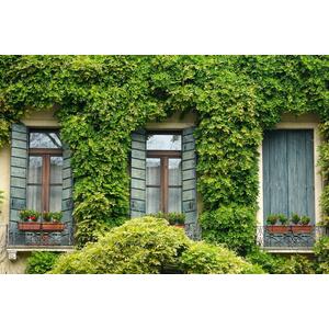 The Evergreen Climbing Plants Garden Border Mix Large Mature Plants by Direct Plants