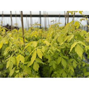 Acer Kellys Gold Maple Tree 6ft in a 7.5L Pot Perfect For Patio Pots - Gold by Direct Plants