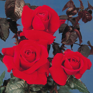 Thinking of You Deep Crimson Hybrid Tea Rose - Crimson by Plants By Post