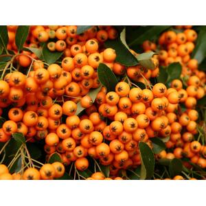 Pyracantha Golden Charmer Evergreen Shrub Plant 2-3ft Supplied in a 3 Litre Pot - Orange by Direct Plants