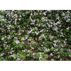 Trachelospermum Jasminoides Star Jasmine Climbing Plant 4-5ft 7 L Pot - Green by Direct Plants
