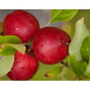 Apple Katy Fruit Tree 6ft, 12L Pot by Directplants - Red by Direct Plants