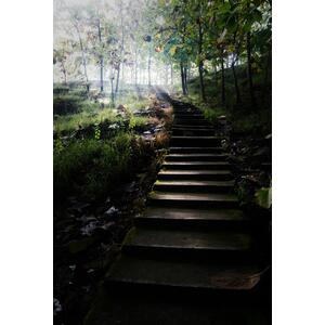 The Shade Lover Hardy Shrub Garden Border Mix Large Mature Plants by Direct Plants