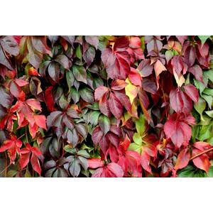 Virginia Creeper Parthenocissus 3-4ft 3L Pot - Green by Direct Plants