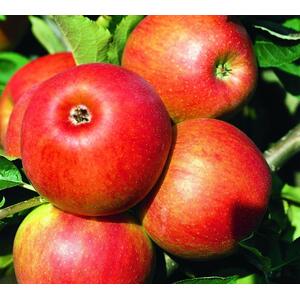 Apple Jonagold Fruit Tree 6ft, 12L Pot by Directplants - Red by Direct Plants