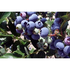 Vaccinium Corymbosum Duke Blueberry Plant 2L Pot - Blue by Direct Plants