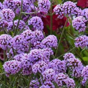 Verbena Bonariensis Garden Ready Plants - Purple by Thompson & Morgan