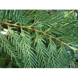 Green Leylandii Cupressocyparis Hedging Trees with Pots - Green by Direct Plants