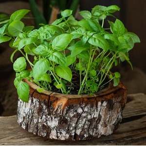 Organic Pod Indoor Gardening Set - Brown