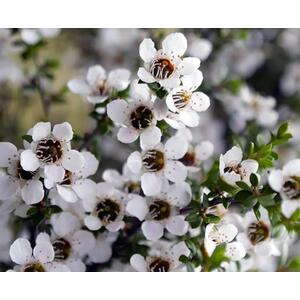 Leptospermum Leonard Wilson 3ft Large Evergreen Shrub Garden Plant - White by Direct Plants