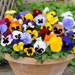 40 x Pansy Matrix Mix Plug Plants - MIXED by Brookside Nursery Fresh