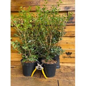 Osmanthus Burkwoodii Fragrant Plant 3L Pot - Green by Direct Plants
