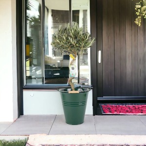 Spiral Olive Tree 80-90cm Mediterranean Patio Plant - Green by Plants By Post