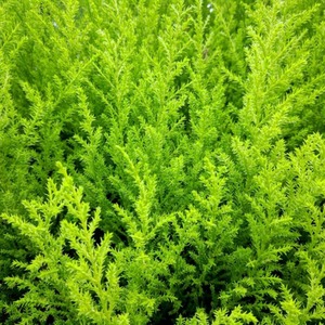 Cupressus Goldcrest Potted Plant by Thompson & Morgan