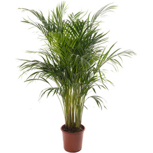 Areca Palm Indoor House Plant - Green / 50 - 60 cm by Gardeners Dream