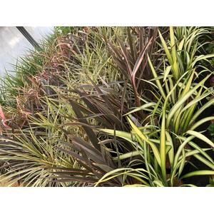 Phormium Surfer New Zealand Flax Evergreen 30-40cm 3L Pot - Green by Direct Plants