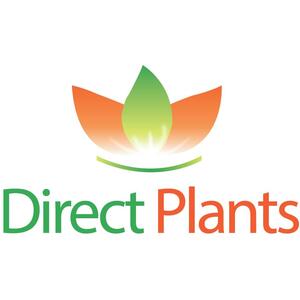 Actinidia Jenny Kiwi Self Fertile Fruit Climbing Plant 3-4ft 3L Pot - green by Direct Plants