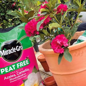 Miracle Gro Azalea Ericaceous Pot Compost Camellia Rhododendron Peat Free 10L - Brown by Miracle-Gro
