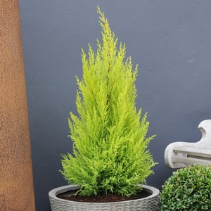 Cupressus Goldcrest Potted Plant by Thompson & Morgan