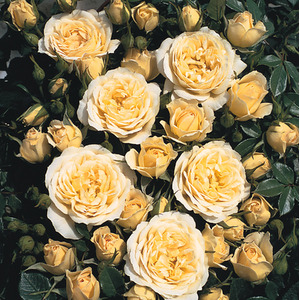 Sweet Memories Rose 5.5L Fragrant Yellow Patio Rose - Lemon Chiffon by Plants By Post