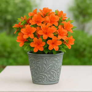 Mixed Japanese Azalea Plants in Pots by GardenersDream