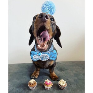 Pack of 3 Mini Woofins - Iced by The Barking Bakery