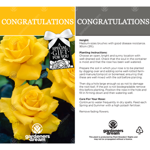 Congratulations Rose Bush - Yellow by Gardeners Dream