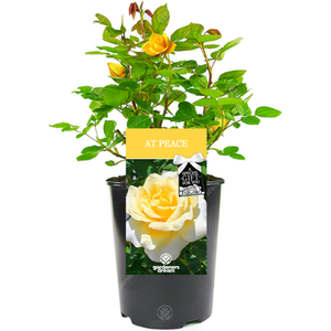At Peace Rose Bush - Yellow by Gardeners Dream