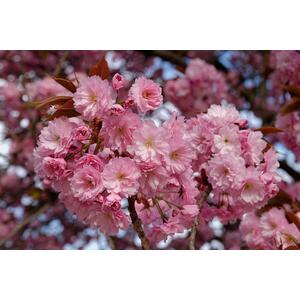 Prunus Kanzan Double Pom Pom Flowering Cherry Tree - Green by Direct Plants