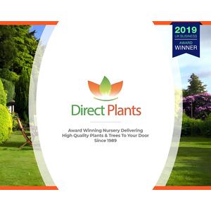 Pyracantha Mohave Red Evergreen Shrub 2-3ft Large Plant Supplied in a 3L Pot - Red by Direct Plants