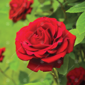 Merry Christmas Rose Bush - White by Gardeners Dream