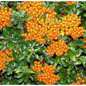 Pyracantha Teton Evergreen Large Garden Shrub 2-3ft in a 3 Litre Pot - Orange by Direct Plants