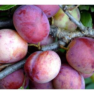 Plums Opal Fruit Tree 6ft, 12L Pot by Directplants - Yellow by Direct Plants
