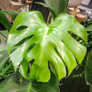 Monstera Deliciosa Exotic Indoor House Plant - Green / 110 - 120 cm by GardenersDream