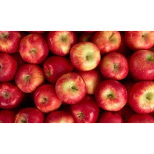 Apple Pixie Fruit Tree 6ft, 12L Pot by Directplants - Red by Direct Plants