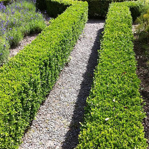 Buxus Sempervirens Evergreen Hedging In 9cm Pots by Gardener's Dream