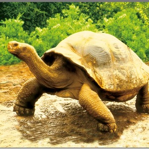 Animal Torch and Projector - Blue by JBL Global