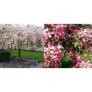 Malus Weeping Candied Apple Fruit Tree 6ft, 12L Pot by Directplants - Red by Direct Plants