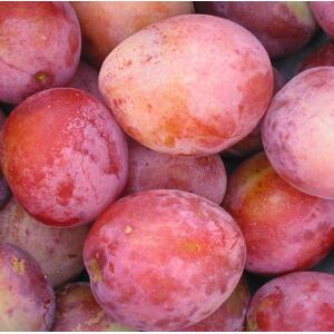 Plums Victoria Fruit Tree 6ft, 12L Pot by Directplants - Red by Direct Plants
