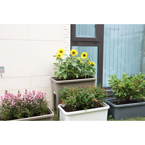 Raised Garden Flower Bed - Grey by My Garden