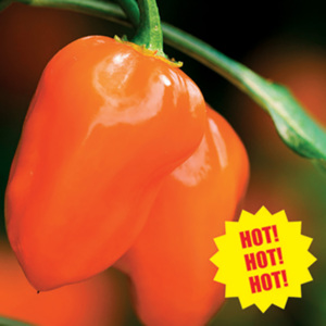 Chilli Habanero Seed Packet by De Ree