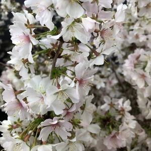 Prunus Incisa Kojo-No-Mai - Pink by Thompson & Morgan